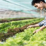 HACCP for Kitchen Staff and Chefs: Essential Training for Irish Food Operations