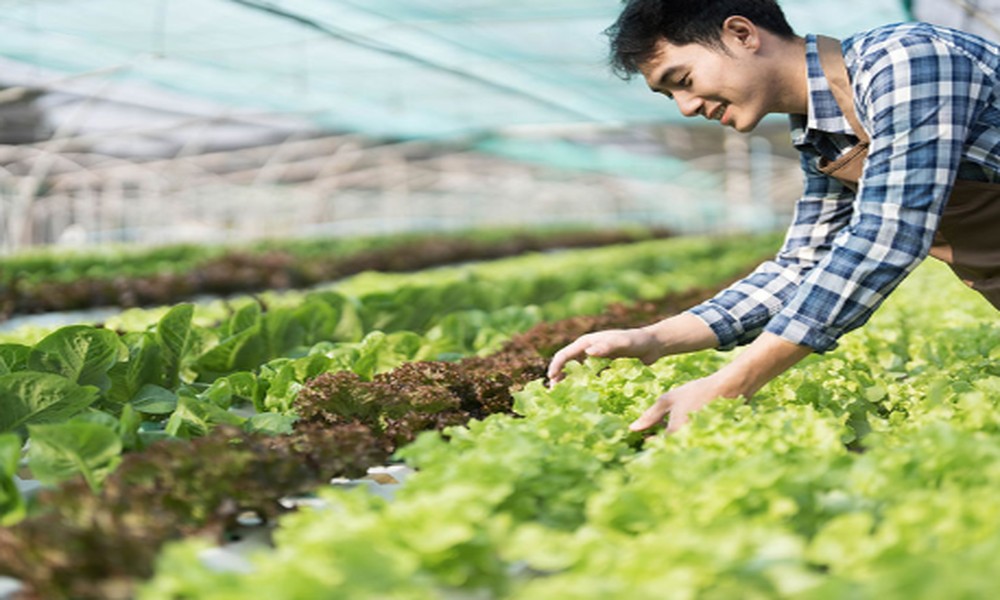 Indoor Farming Course for Beginners: How to Start Controlled Environment Agriculture